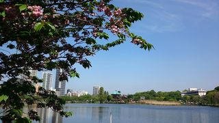 朝の散歩にちょうどいい