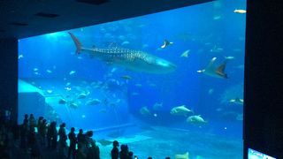 沖縄来たら、お約束