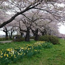 スイセンと桜