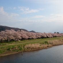 桜並木