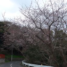 愛宕神社駐車場の桜