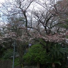 愛宕神社駐車場の桜