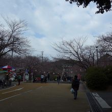 多くの花見客が訪れていました
