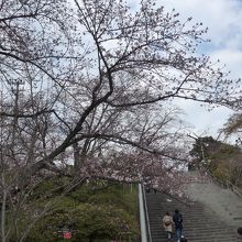 まだ桜の木はこんな状況です