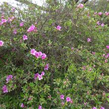 つつじ゛少し咲いていました