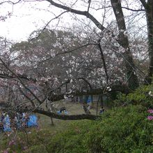 花見をしている団体もありました