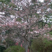 よく咲いている桜の木もありました