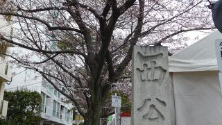 少し早い花見でした