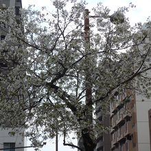 ほぼ満開の一本の桜の木
