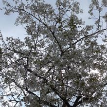 ほぼ満開の一本の桜の木