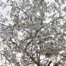 ほぼ満開の一本の桜の木