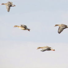 飛翔中のマガンの群れ
