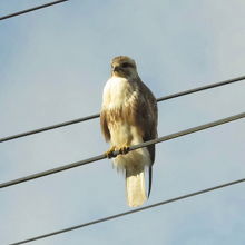 鷹の仲間のノスリがいました。