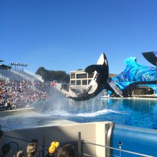 シャムーの豪快なジャンプ！