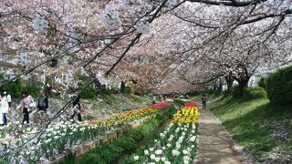 桜とチューリップが見事！