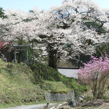 満開です