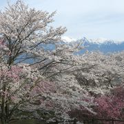 天気に恵まれ、桜＆アルプスを楽しめました