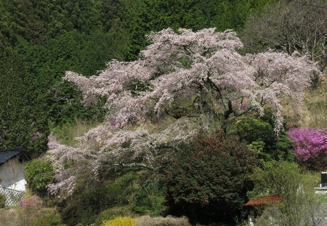 山間の静かな春に出会えます