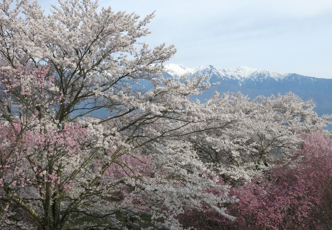 天気に恵まれ、桜＆アルプスを楽しめました