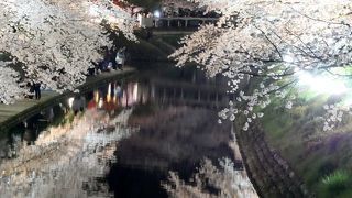 夜桜最高だね！