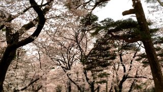 桜の名所と小動物園