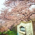 桜の穴場