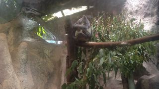 オーストラリア独特の動物がたくさん見られる