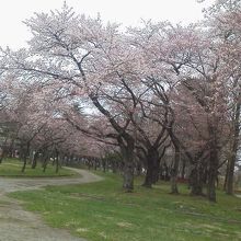 青森市内の桜の名所です。