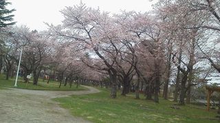 海に近い公園で、桜の名所です。
