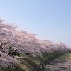 角館の桜まつり