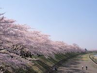 角館の桜まつり