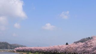 桜の時期には　早朝につくよう行きましょう