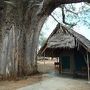 樹齢数百年のバオバブに囲まれて眠る