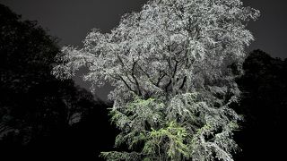 激混みだけど、幻想的な夜桜に価値あり