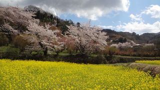 散策しながら花見