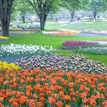 八重や色のかわったチューリップも