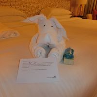 わんこのタオルアートがお出迎えをしてくれました