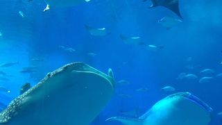 家族連れにお勧め