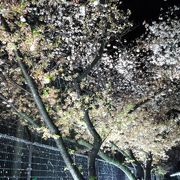 提灯と桜の花びら