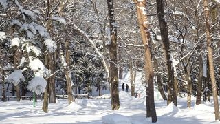 自然豊かな原生林