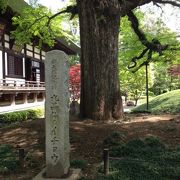 「銀杏は葉の繁きをのみ見るものかは」…夏の前の銀杏もまた一興。