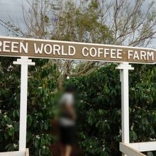 お店の裏にコーヒーの木の農園？があります