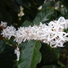 農園にはコーヒーの花が咲いていました