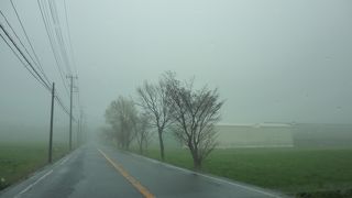 霧の中の牧草地