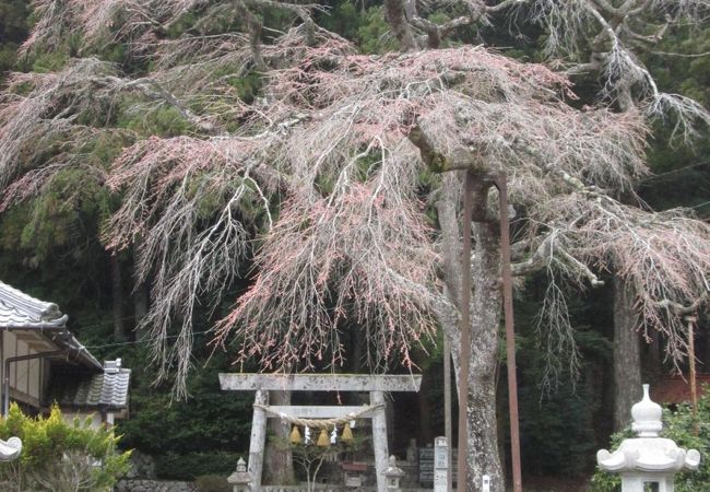 小野津神社 (天王桜)