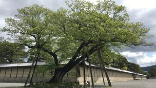 樹齢300年の椋の木