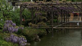 今年は早めに来ました