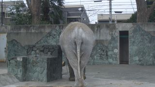 象のはな子に会いに行こう(井の頭自然文化園)