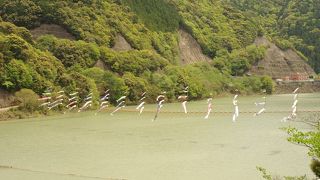 鯉のぼりが泳いでました