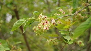 さまざまな種類の藤が見られます